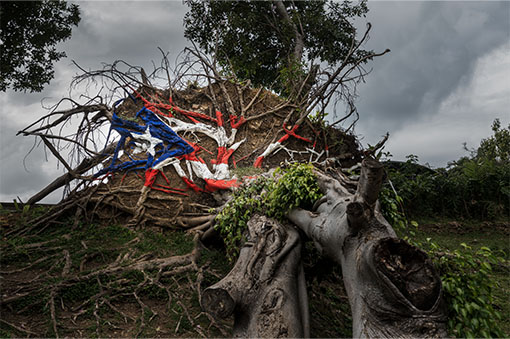 The flag of Puerto Rico painted on the roots of a fallen tree
