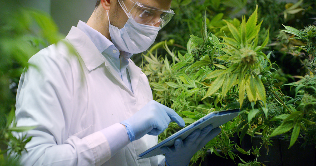 A student in a labcoat conducting cannabis research